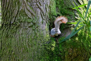 Foto op Plexiglas squirrel in close-up on a tree trunk climbs into its hollow, only a fluffy tail is visible © Anna