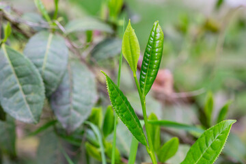 Closeup, Top of Green tea leaf in the morning, tea plantation, blurred background.