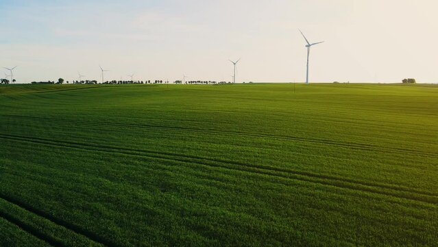 Large green agricultural field with growing crops and lot of wind generator turbines producing electricity. Concept of work in agronomic farm and production organic food