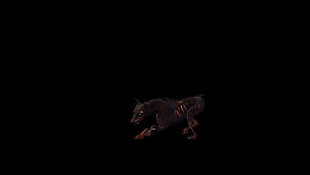 Zombie Dog Agressive animation.Full HD 1920&times;1080.8 Second Long.Transparent Alpha video.LOOP.