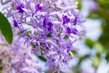 Beautiful of Petrea volubilis 's purple flowers are in the park garden. Spring season.