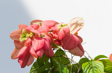 Beautiful of Dona trining pink flowers are in the park garden.