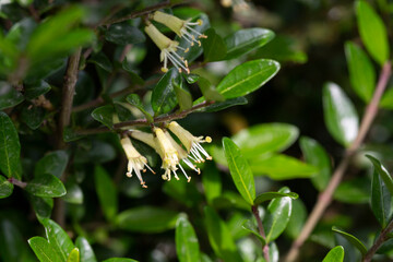 close-up of small white honeysuckle flowers in May, Box-leaved honeysuckle branch - Latin name - Lonicera ligustrina var. pileata Lonicera pileata