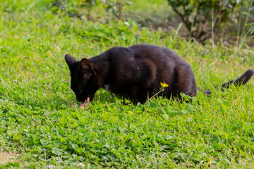 Obraz premium black cat eating food on green grass on a sunny summer day