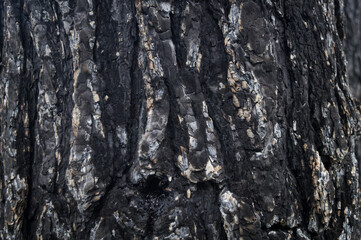 Burnt bark of a tree after a forest fire. A fire-damaged tree in the forest after the fire....