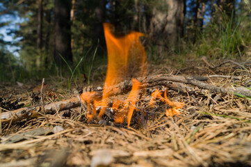 Wildfire. The threat of disaster and a large forest fire. Dry grass, needles and branches are burning. Dangerous open fire. Selective focus