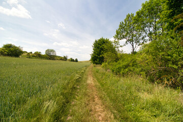 A dusty path around field in spring day under blue sky with clouds.