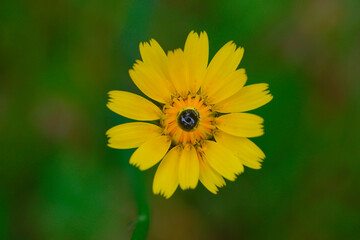 Blur of daisies in a garden