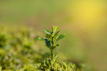 Young sprout in springtime,Closeup. spring green leaves on a bush. A shrub branch on a blurry green background, selective focus.