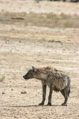 Fototapeta premium Spotted Hyena in the Kgalagadi