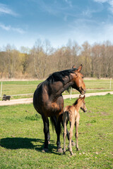mother and young foal looking outwards from camera in the field, brown horses family