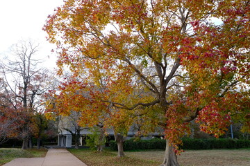 Naklejka premium autumn in the park