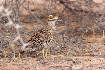 Spotted Thick-knee or Dikkop, Kgalagadi
