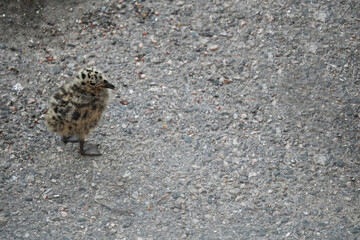 Gull baby on the ground, blending in with the tarmac.