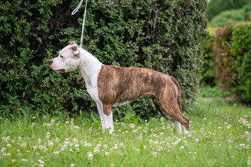 AMSTAFF
