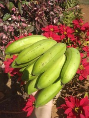 bunch of bananas