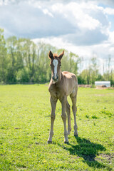Brown young foal looking straight to camera, portrait of young horse in farm