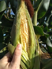 corn in hand