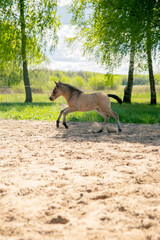 young foal running in sand arena with trees in the background, grey young foal