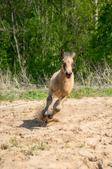 young foal running in sand arena with trees in the background, grey young foal