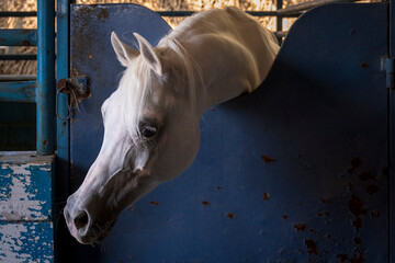 horse in stable