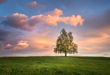Fototapeta na wymiar Tree in the meadows in the countryside at sunset