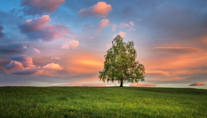 Fototapeta na wymiar Tree in the meadows in the countryside at sunset