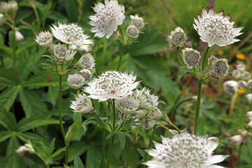 Bed of Greater Masterwort flowers, Derbyshire England 
