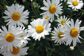 Close up of a bed of sunlit Oxeye Daisies, Derbyshire England 
