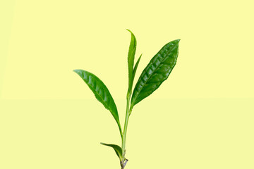 Close-up, the tip of a green tea leaf in the morning, tea plantation, on a white background.