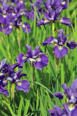 Close up of a bed of sunlit Siberian iris, Derbyshire England 
