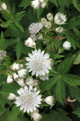 Close up of Greater Masterwort flowers, Derbyshire England 
