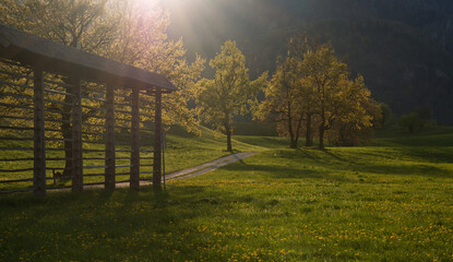 Fototapeta premium Tree in the meadows in the countryside at sunset