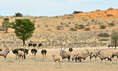 Wildlife scene: springbok, gemsbok and ostrich, Kgalagadi