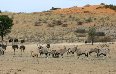Fototapeta na wymiar Wildlife scene: springbok, gemsbok and ostrich, Kgalagadi