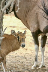 Gemsbok with calf in the Kgalagadi