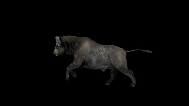 Buffalo Run animation.Full HD 1920&times;1080.6 Second Long.Transparent Alpha video.LOOP.