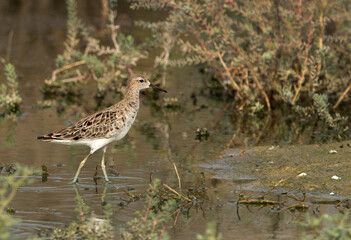 Closeup of a Ruff at Hamala, Bahrain