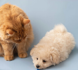A big red cat looks at a small poodle puppy that lies nearby