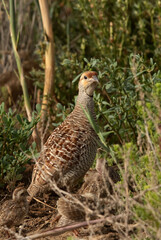 Grey francolin alert with chicks at Hamala, Bahrain