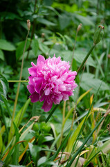 Fototapeta premium Pink peony flower in the garden