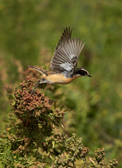 Whinchat takeoff with green backdrop, Bahrain