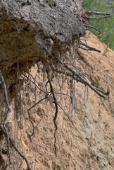 Tree roots on the slope of a forest ravine on a summer day