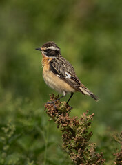 Whinchat perched on green plant, Bahrain