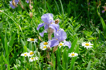 Blue iris flowers blooming in the garden