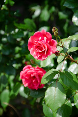Pink rose in garden