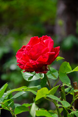 Red rose in garden