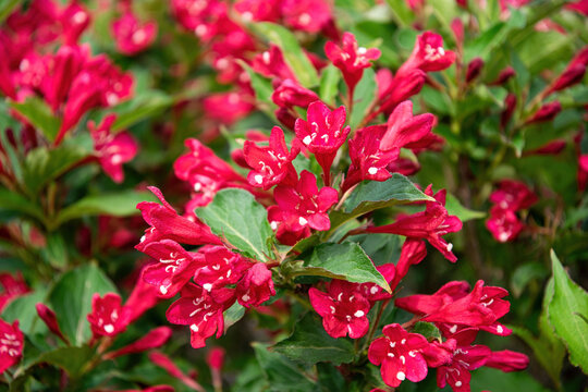Pink delicate weigela flowers in the spring garden	