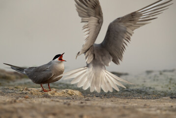 White-cheeked Tern feeding his mate at Asker marsh, Bahrain