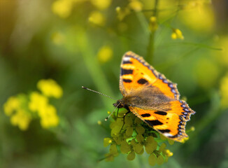 Orange butterfly urticaria against the background of a summer field